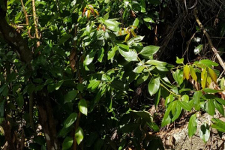 Seychelles' government tenders out land for investors in cinnamon processing Seychelles' government tenders out land for investors in cinnamon processing