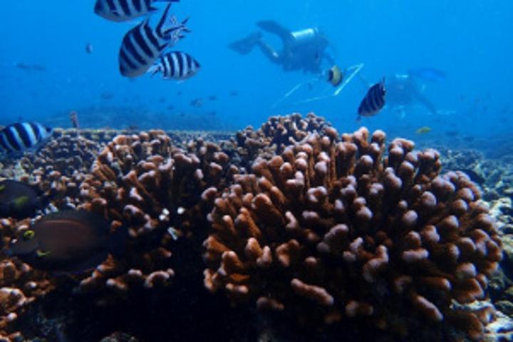 Coral reef restoration: 3 sites in Seychelles chosen for REEFFISH project Coral reef restoration: 3 sites in Seychelles chosen for REEFFISH project