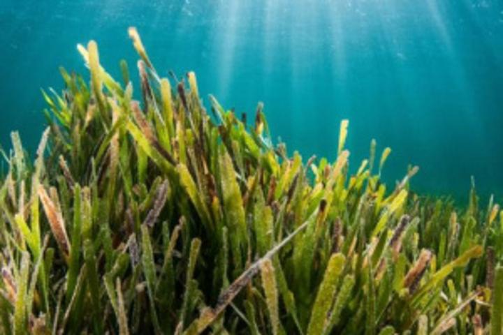 Blue Carbon Commitment Seychelles Seagrass Meadows Mapped Seychelles