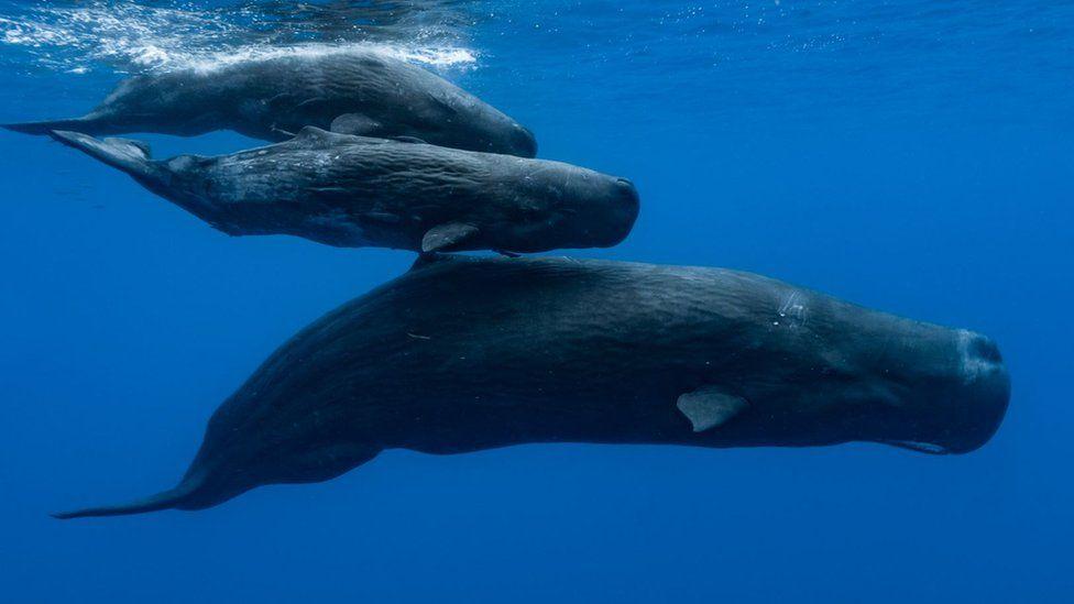 Leaders make fifth attempt to pass UN Oceans Treaty Leaders make fifth attempt to pass UN Oceans Treaty
