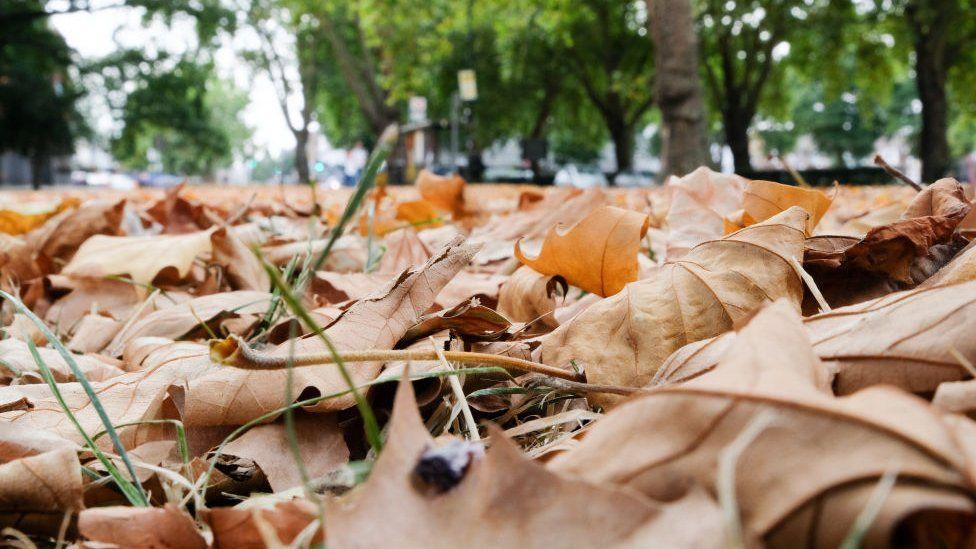Why do the trees think it's autumn already? Why do the trees think it's autumn already?