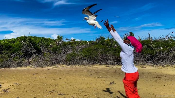 The tracking of Red-Footed Booby on Farquhar Atoll The tracking of Red-Footed Booby on Farquhar Atoll
