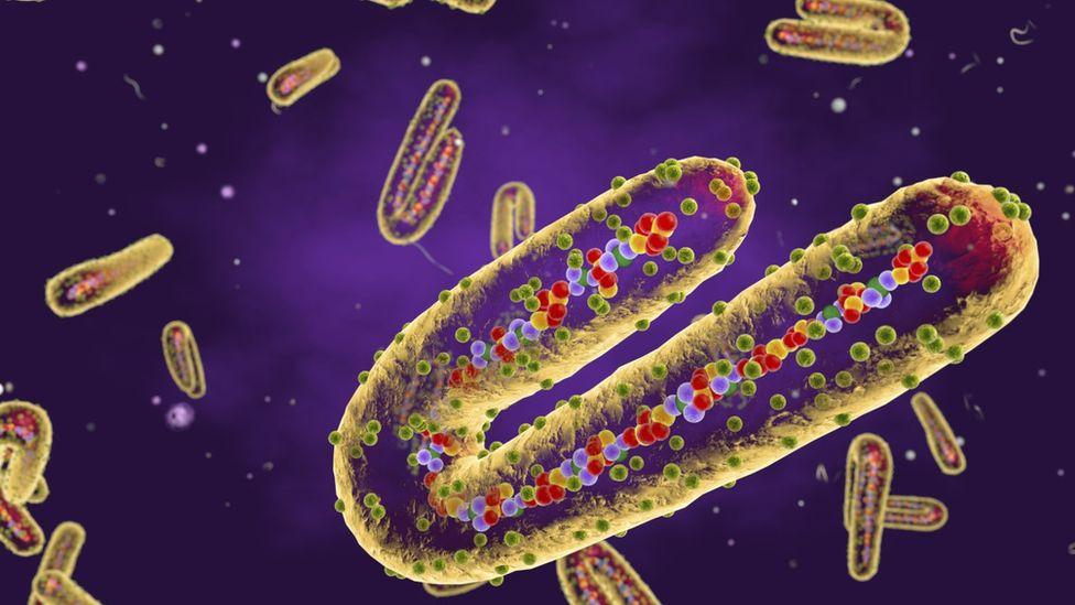 Ghana Marburg outbreak officially over Ghana Marburg outbreak officially over