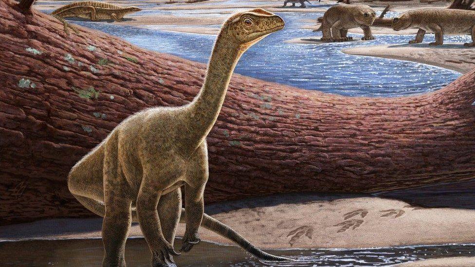 Africa's oldest dinosaur found in Zimbabwe Africa's oldest dinosaur found in Zimbabwe