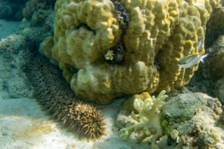 Climate change: Seychelles' sea cucumber stock falls by 30% Climate change: Seychelles' sea cucumber stock falls by 30%