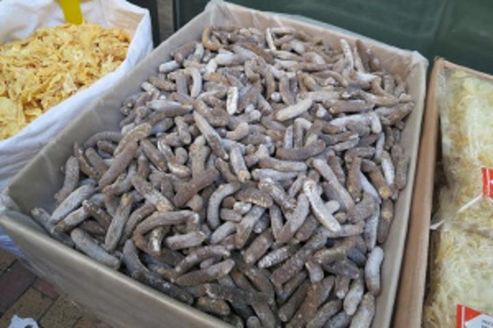 Ban on targeting white-teat: Seychelles' sea cucumber fishing season opens on October 15 Ban on targeting white-teat: Seychelles' sea cucumber fishing season opens on October 15