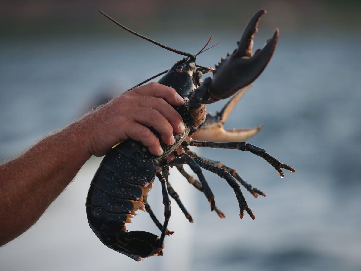 Lobsters confiscated at commercial establishment on La Digue Lobsters confiscated at commercial establishment on La Digue