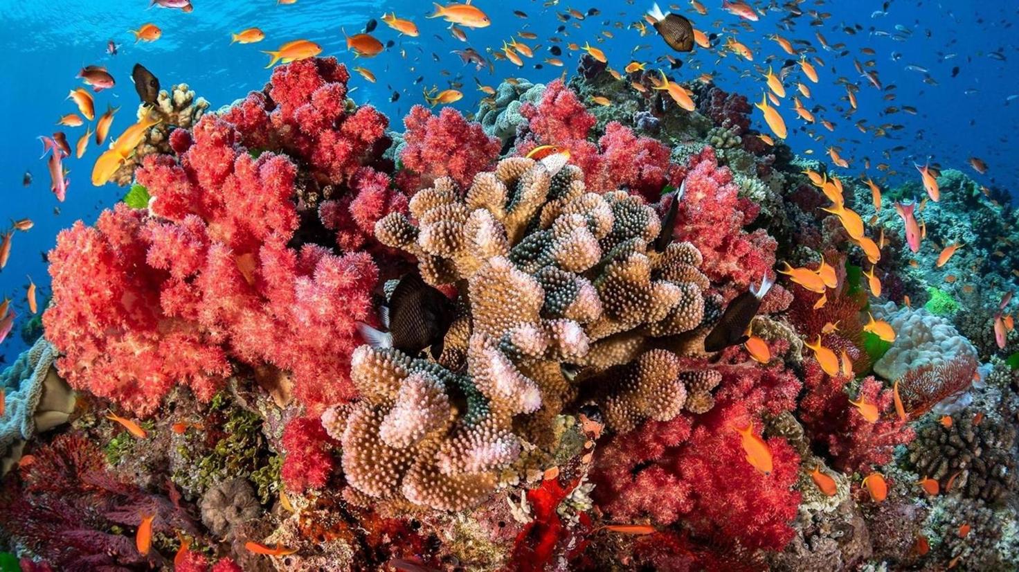 Nature Seychelles outplanted 4,000 corals in Cousin Island Special