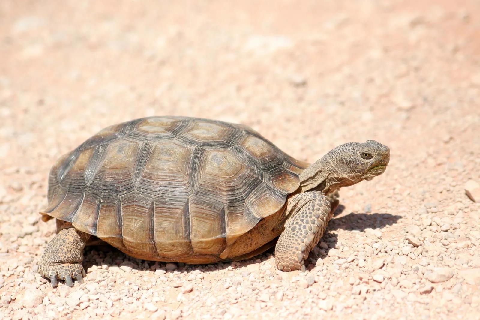 Seychelles' Aldabra giant tortoise's genome decoded, arming scientists with tools to protect species Seychelles' Aldabra giant tortoise's genome decoded, arming scientists with tools to protect species
