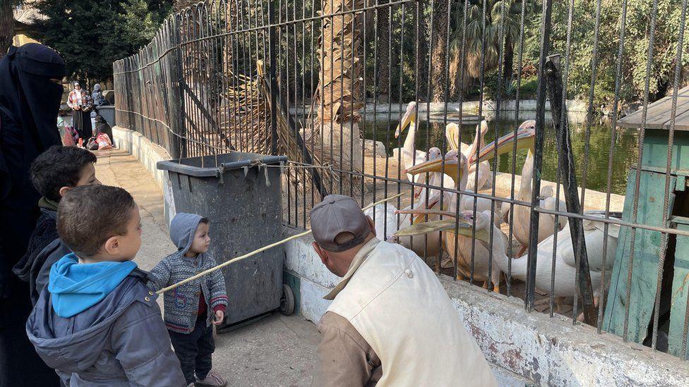 Egypt zoo overhaul plan raises animal welfare fears Egypt zoo overhaul plan raises animal welfare fears