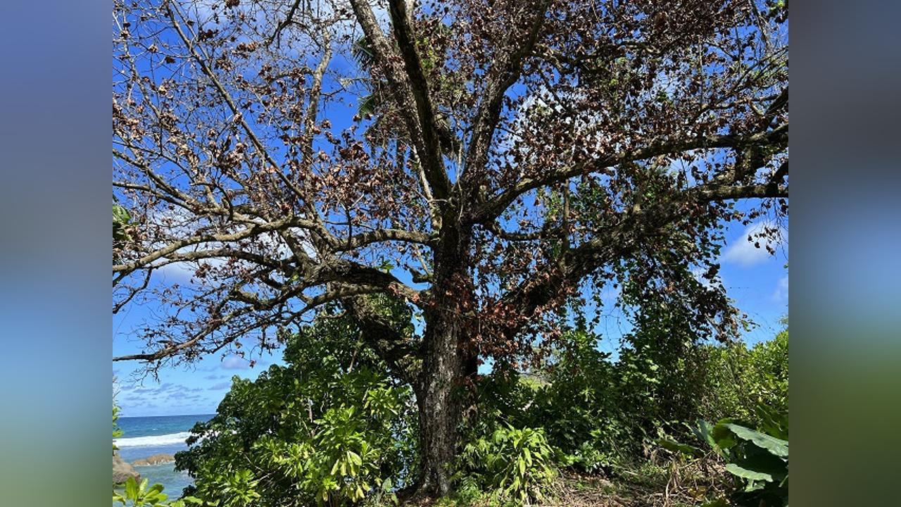 Takamaka tree wilt disease resurges on Seychelles' islands of Curieuse and La Digue Takamaka tree wilt disease resurges on Seychelles' islands of Curieuse and La Digue