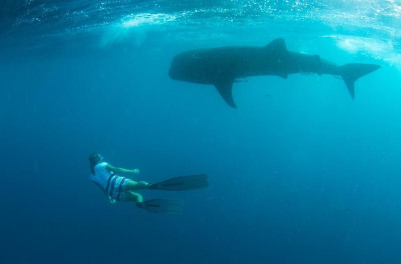 Conservationists revitalise whale shark monitoring in Seychelles with national grant Conservationists revitalise whale shark monitoring in Seychelles with national grant