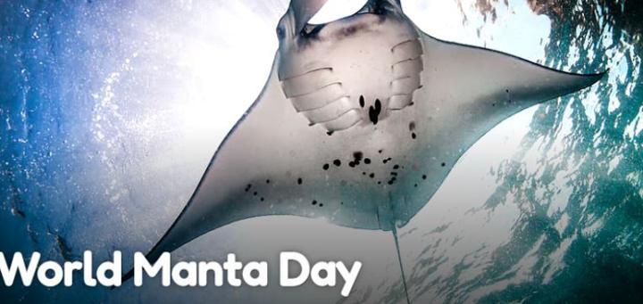 World Manta Day: World Manta Day: