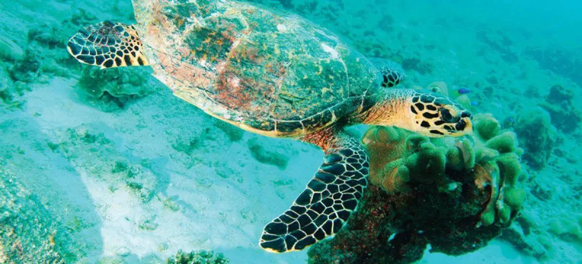 “Sustainable Seychelles”, the new green certification of the islands “Sustainable Seychelles”, the new green certification of the islands