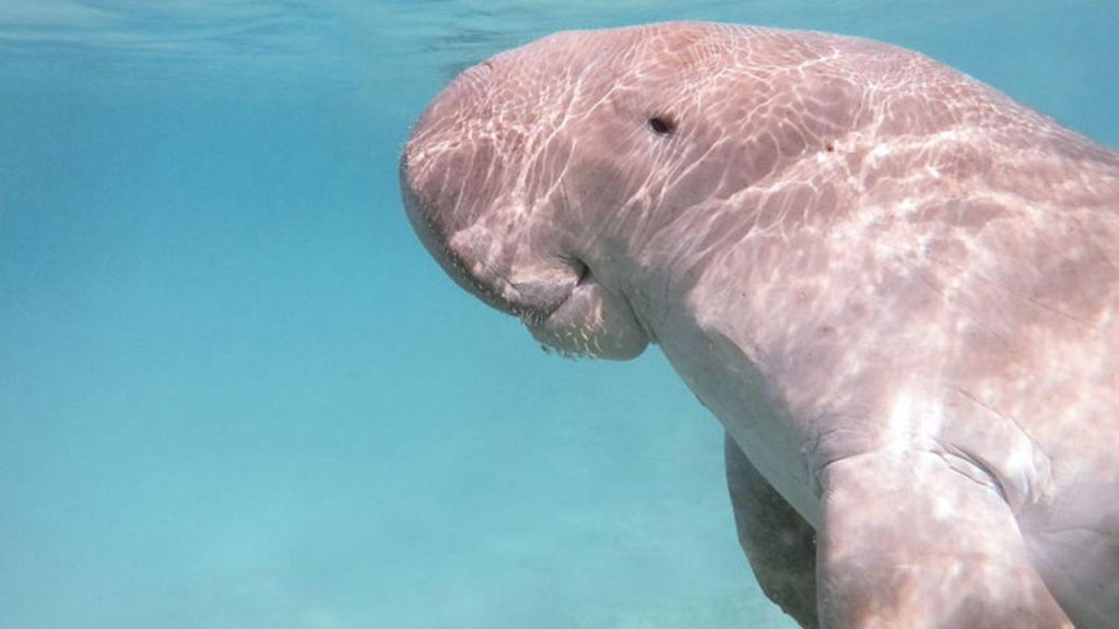 Dugong Survey Ongoing At Seychelles' Aldabra Atoll Using Drones 