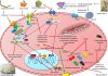 Peptides in inflammatory pathways Peptides in inflammatory pathways