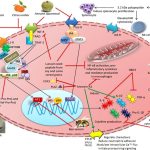 Peptides in inflammatory pathways Peptides in inflammatory pathways
