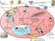 Peptides in inflammatory pathways Peptides in inflammatory pathways