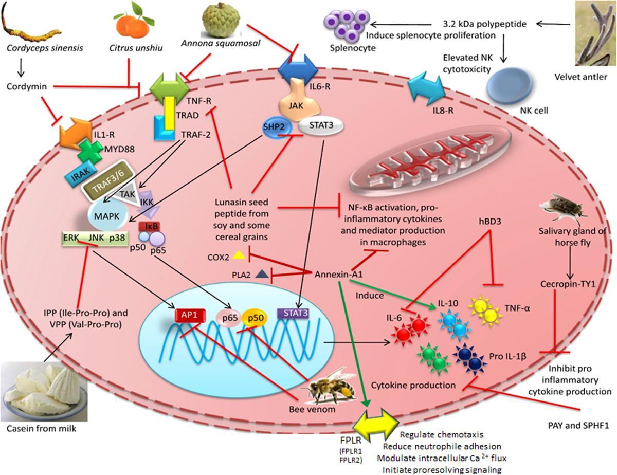 Peptides in inflammatory pathways Peptides in inflammatory pathways