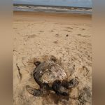 Seychelles hawksbill’s journey to Kenya surprises scientists Seychelles hawksbill’s journey to Kenya surprises scientists