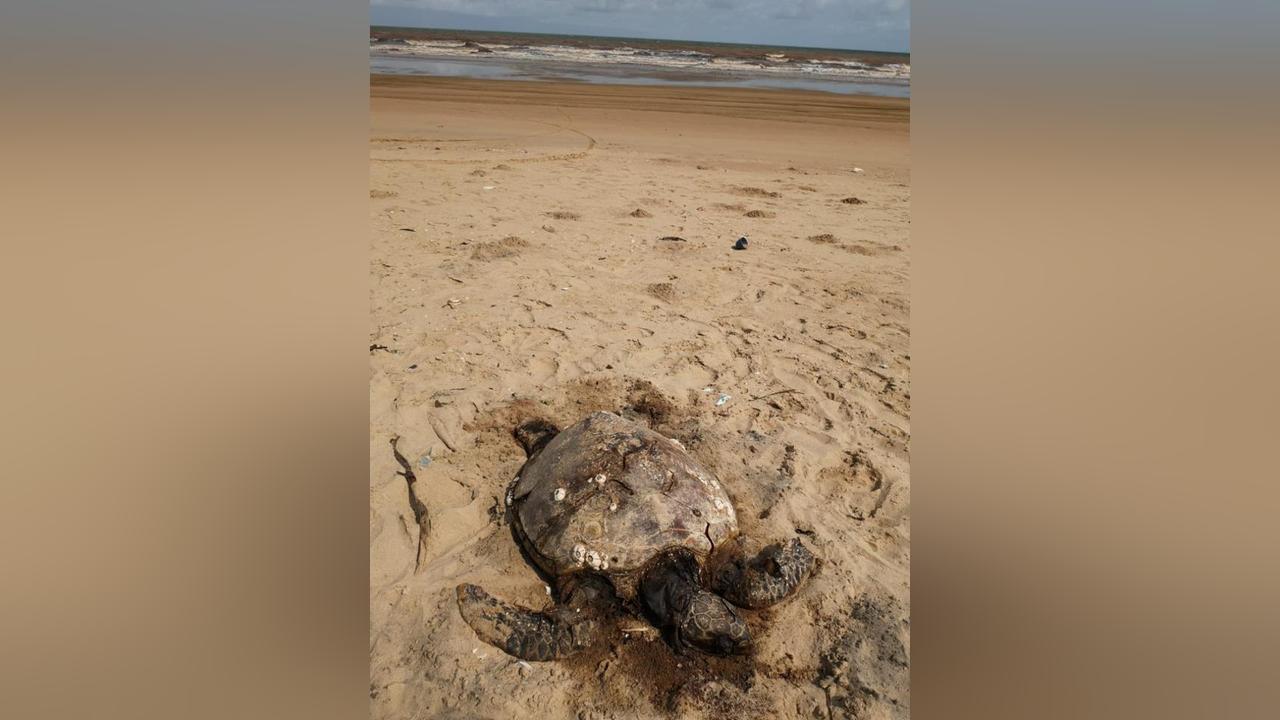 Seychelles hawksbill’s journey to Kenya surprises scientists Seychelles hawksbill’s journey to Kenya surprises scientists