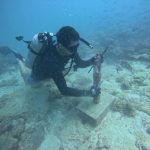 Decoding bull shark behaviour in Seychelles’ coastal waters Decoding bull shark behaviour in Seychelles’ coastal waters