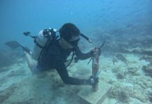 Decoding bull shark behaviour in Seychelles’ coastal waters Decoding bull shark behaviour in Seychelles’ coastal waters