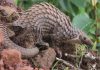 Zim leads Africa in pangolin poaching arrests Zim leads Africa in pangolin poaching arrests