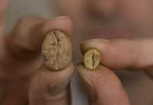 Busia farmers encouraged to embrace coffee farming