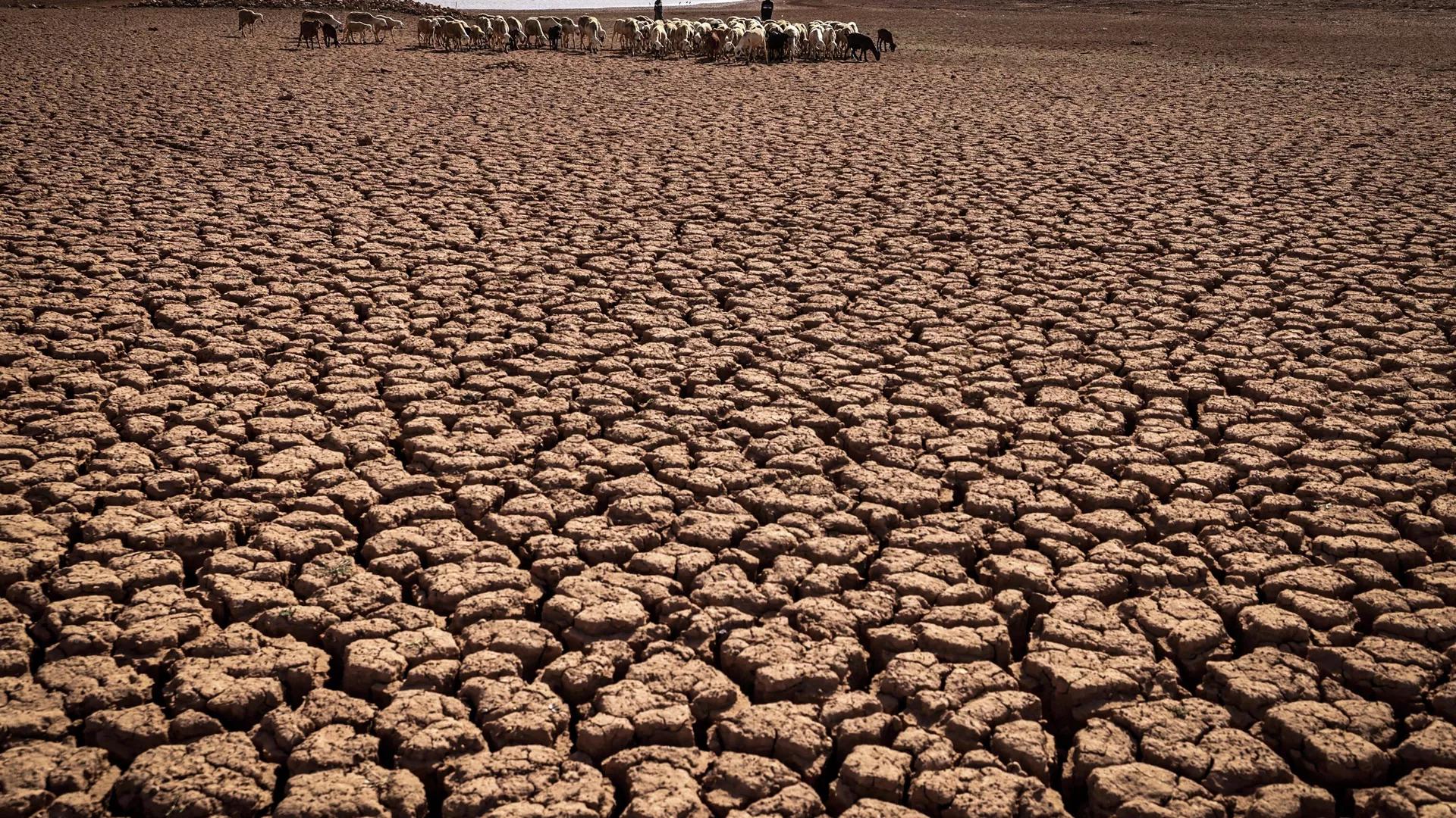 Africa Needs Funding to Face Climate Change Risks Brought on by G20 States - COP27 Head Africa Needs Funding to Face Climate Change Risks Brought on by G20 States - COP27 Head