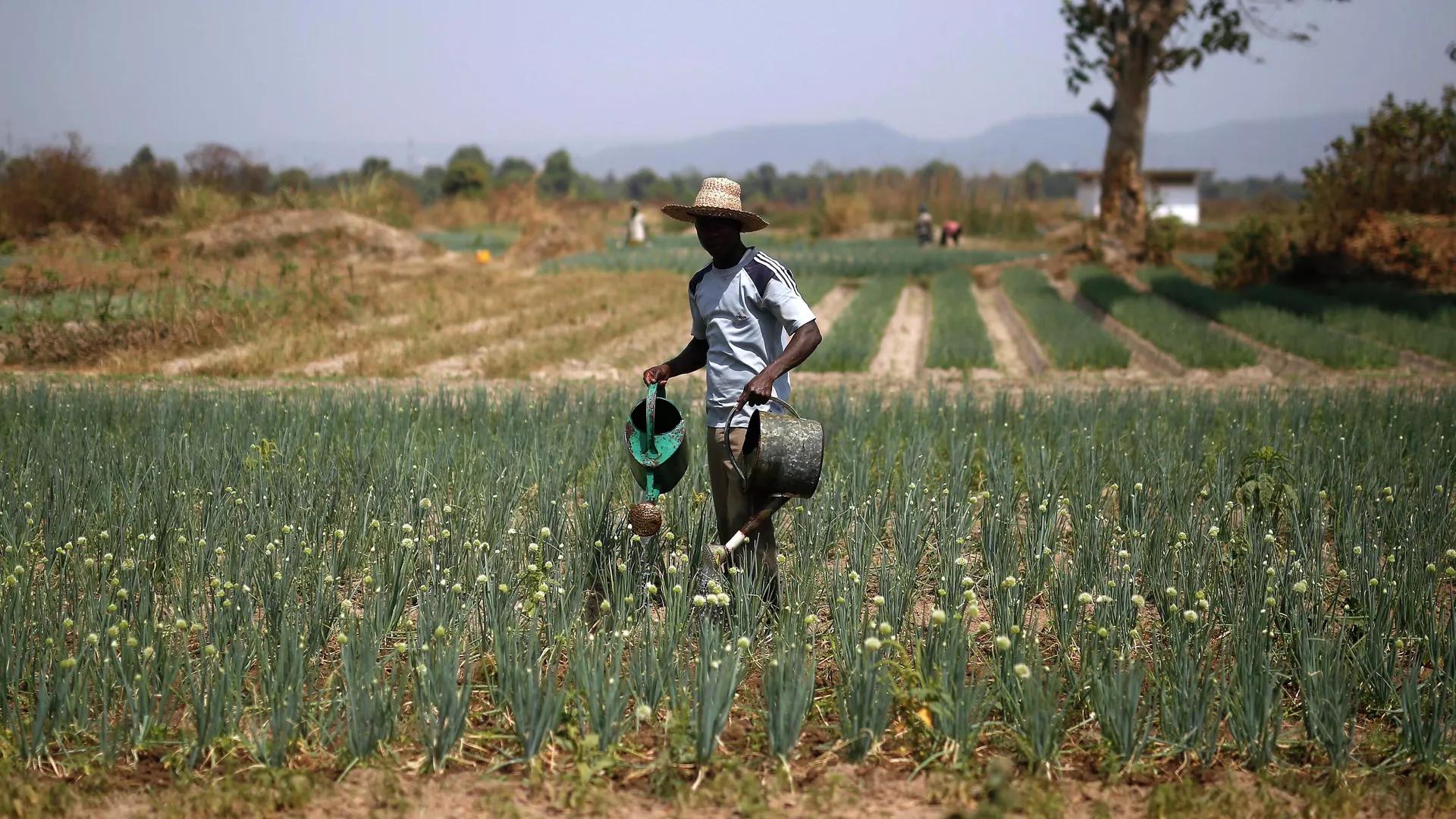 African Development Bank Allocates $30 Billion to Boost Food Production in Continent