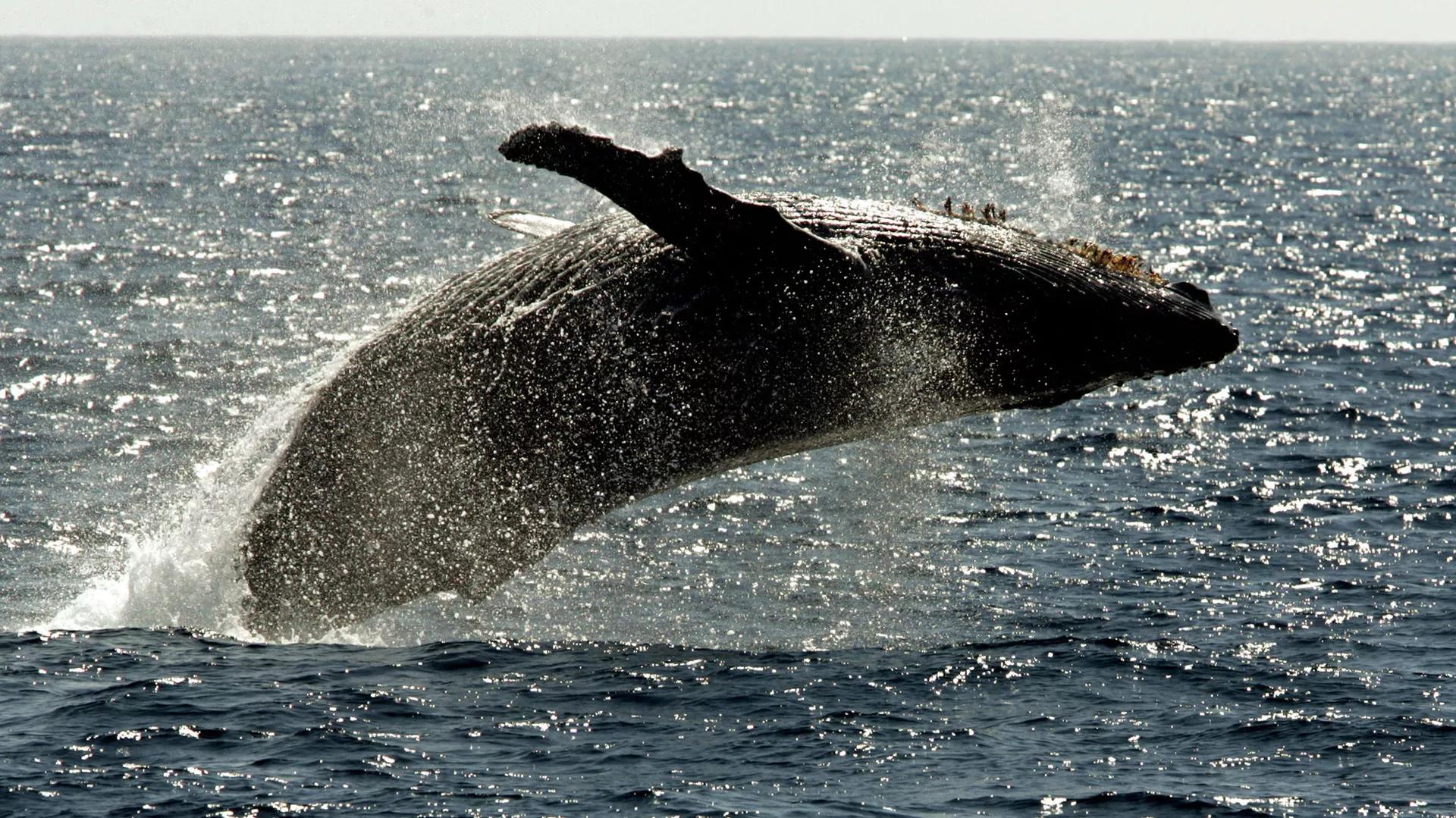 Study Reveals Why Whales Roll on Seafloor Study Reveals Why Whales Roll on Seafloor