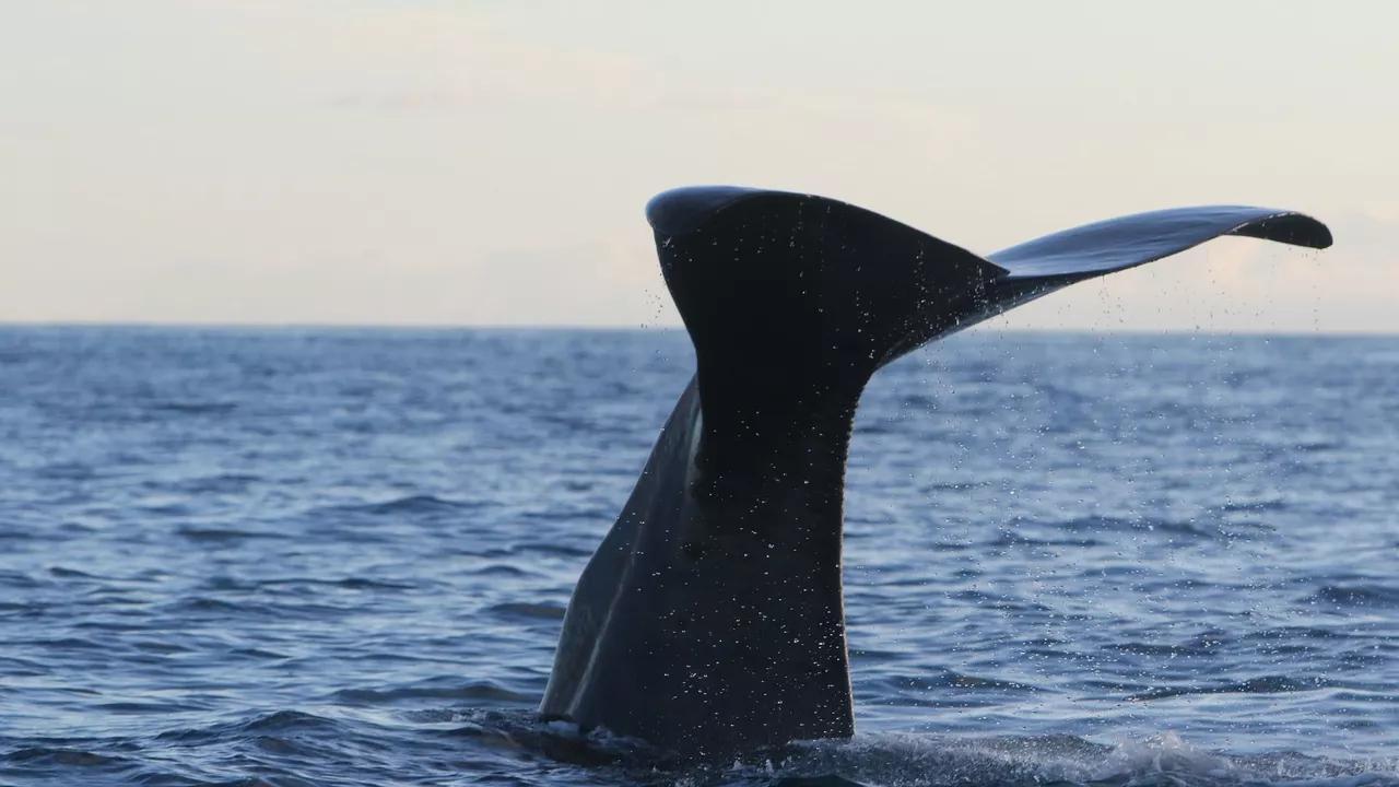 Rare Ancient Whale Discovered in Egypt, Named After King Tut for Its Age & Size Rare Ancient Whale Discovered in Egypt, Named After King Tut for Its Age & Size