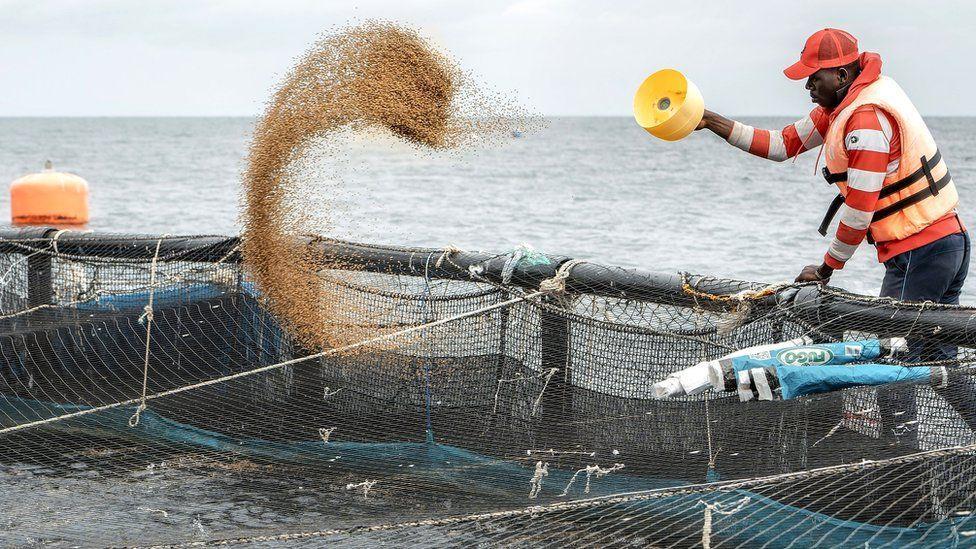 Despite risks fish farms are booming in Africa Despite risks fish farms are booming in Africa