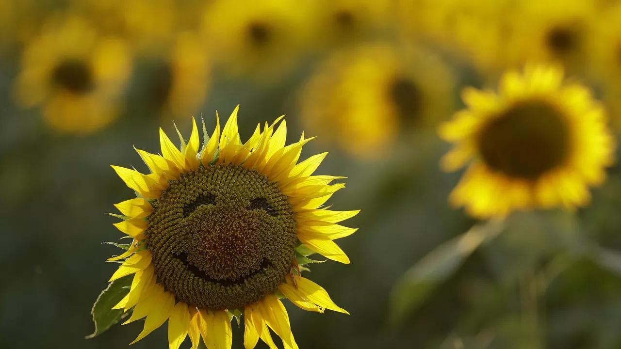 Scientists Discover Which Age People Are Happiest Scientists Discover Which Age People Are Happiest