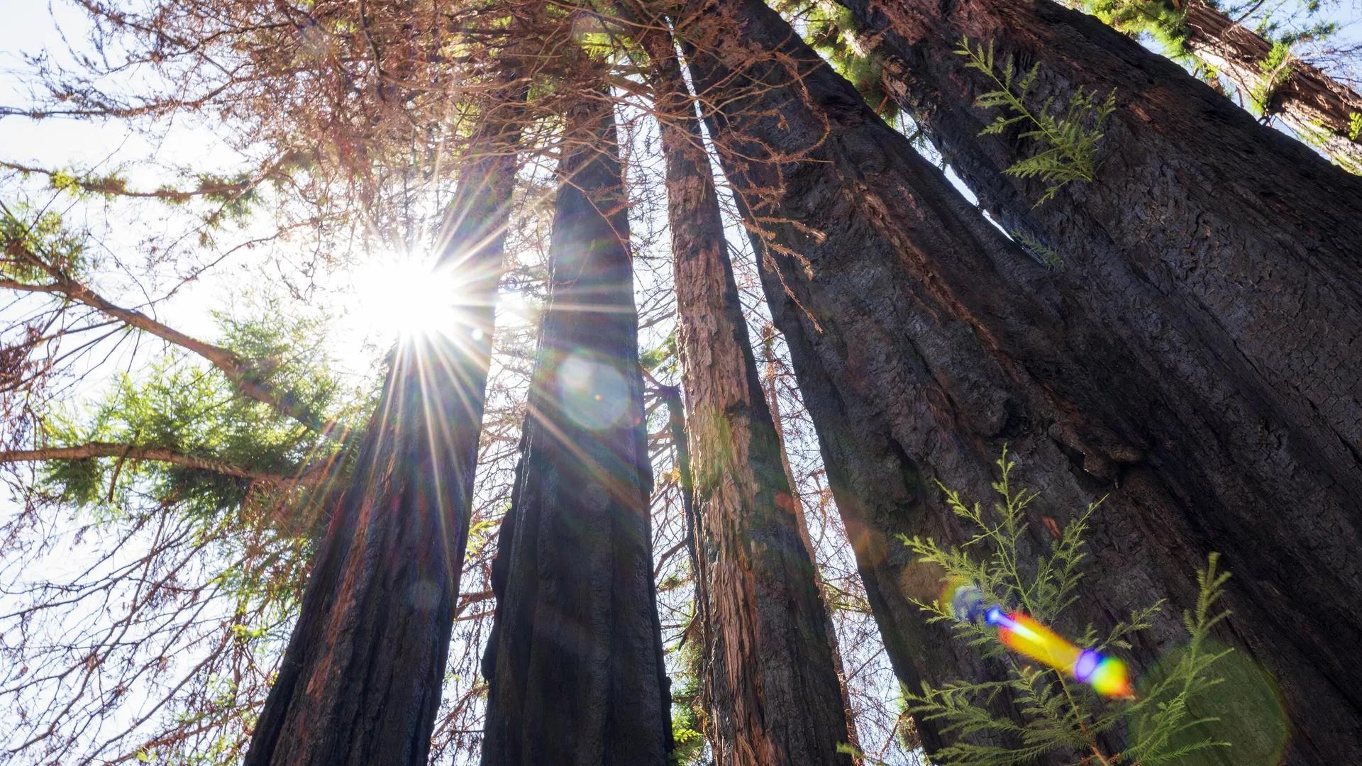 Scientists Stunned As Redwood Trees Sprout 1 000 Year Old Buds After Weathering Wildfires