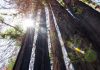 Redwood Trees Sprout Ancient Buds After Wildfires Redwood Trees Sprout Ancient Buds After Wildfires