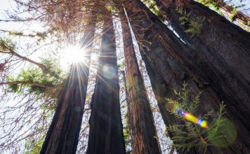 Redwood Trees Sprout Ancient Buds After Wildfires Redwood Trees Sprout Ancient Buds After Wildfires