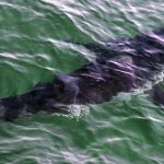 Shark’s Secrets to Living for 400 Years Revealed Shark's Secrets to Living for 400 Years Revealed