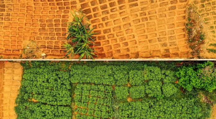 Securing Africa’s Future Through Resilient Food Energy Securing Africa's Future Through Resilient Food Energy