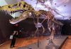 Study Reveals Reasons for Dinosaurs’ Large Skulls Small Arms Study Reveals Reasons for Dinosaurs' Large Skulls Small Arms
