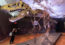 Study Reveals Reasons for Dinosaurs’ Large Skulls Small Arms Study Reveals Reasons for Dinosaurs' Large Skulls Small Arms