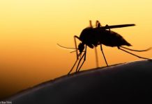 Malaria vaccine prices cut to expand coverage Malaria vaccine prices cut to expand coverage