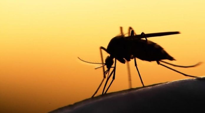 Malaria vaccine prices cut to expand coverage Malaria vaccine prices cut to expand coverage