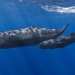 Scientists Communicate With Humpback Whales Scientists Communicate With Humpback Whales