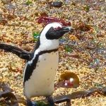 Waddle for a Cause to Save Endangered Penguins Waddle for a Cause to Save Endangered Penguins