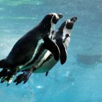 Pilchard Quotas Threaten Seabird Survival Experts Warn Pilchard Quotas Threaten Seabird Survival Experts Warn