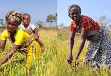 From Swamp to Sustenance in Falaba Agriculture From Swamp to Sustenance in Falaba Agriculture