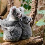 حرائق أستراليا قتلت آلاف الكوالا.. والناجون يهيمون بحثا عن الماء والطعام