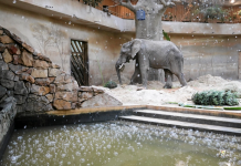 حديقة حيوانات في وارسو تعالج الفيلة بقنب طبي